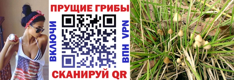 наркошоп  Сухиничи  Галлюциногенные грибы Cubensis 